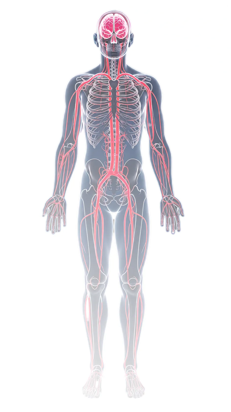 Full-body anatomical illustration showing the skeleton, nerves, and blood vessels